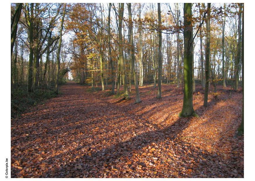 skog - hA¸stlA¸v Foto skog - hA¸stlA¸v