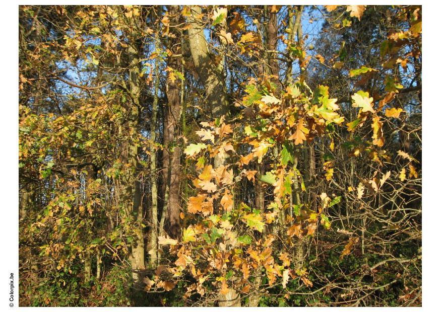 skog - hA¸stlA¸v Foto skog - hA¸stlA¸v
