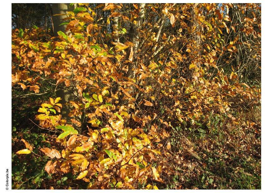 skog - hA¸stlA¸v Foto skog - hA¸stlA¸v
