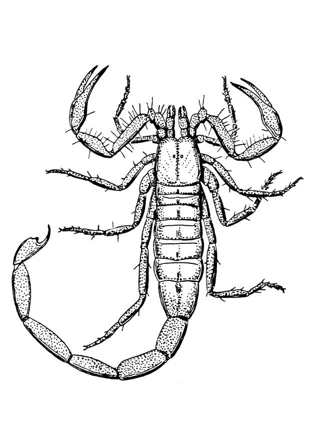 Fargeleggingsbilde skorpion