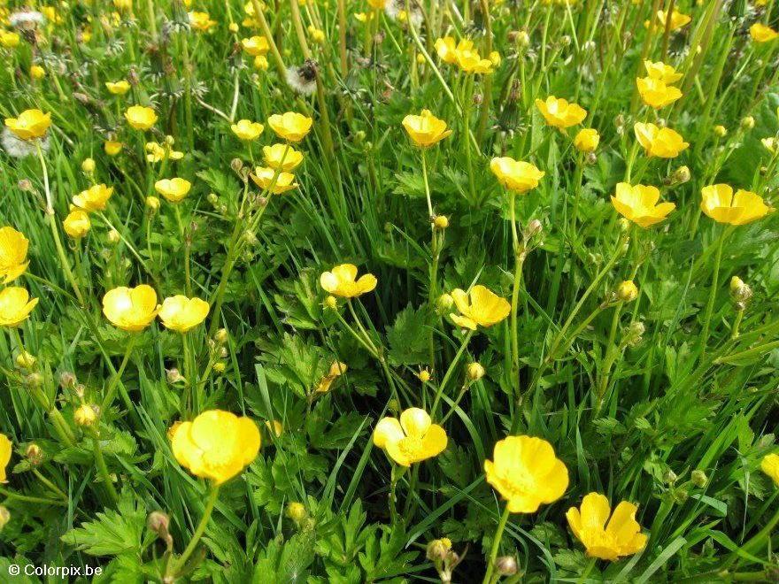Foto smA¸rblomster