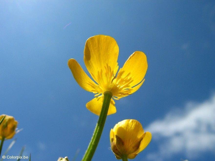 Foto smA¸rblomster 4