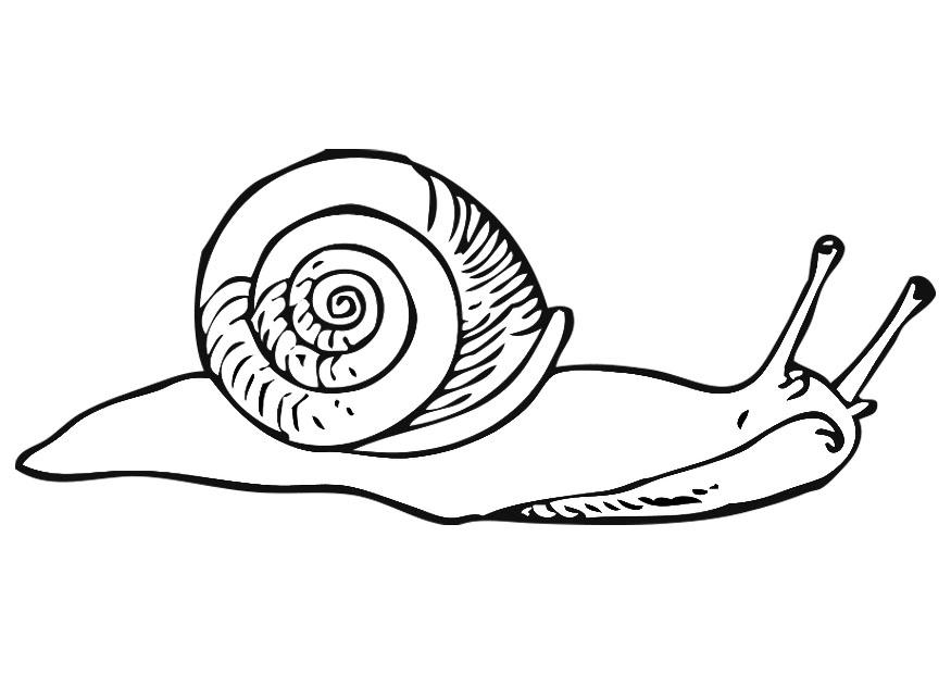 Fargeleggingsbilde snegle