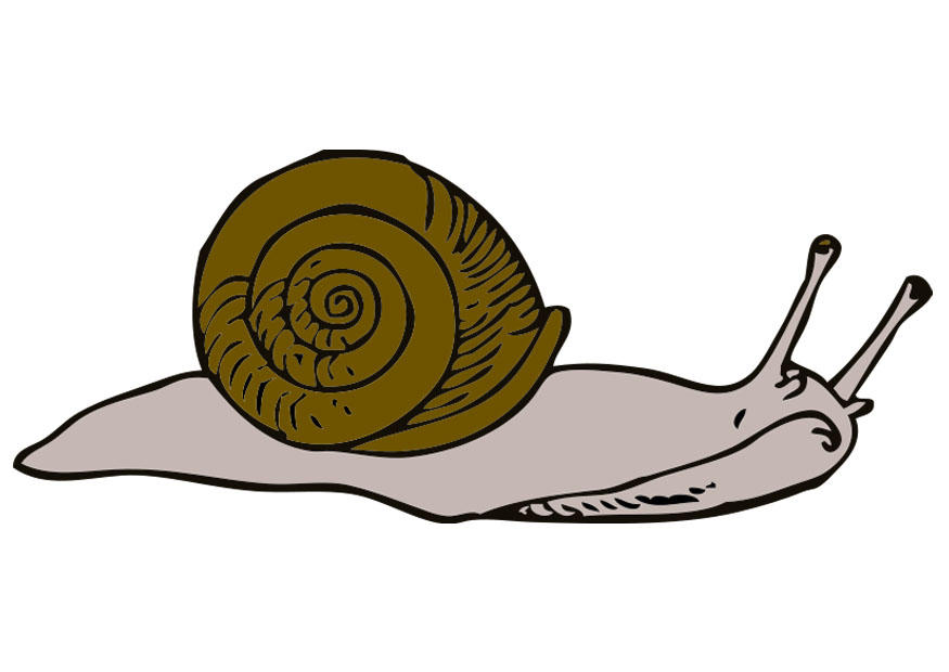 snegle bilde snegle