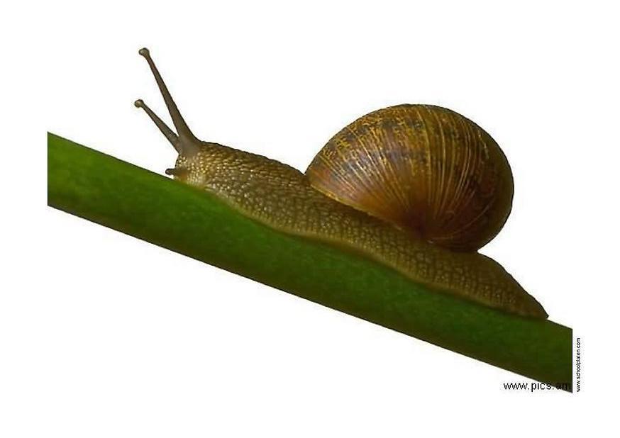 snegle Foto snegle
