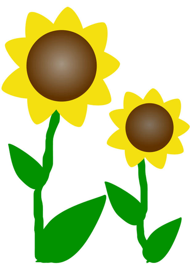 bilde solsikke
