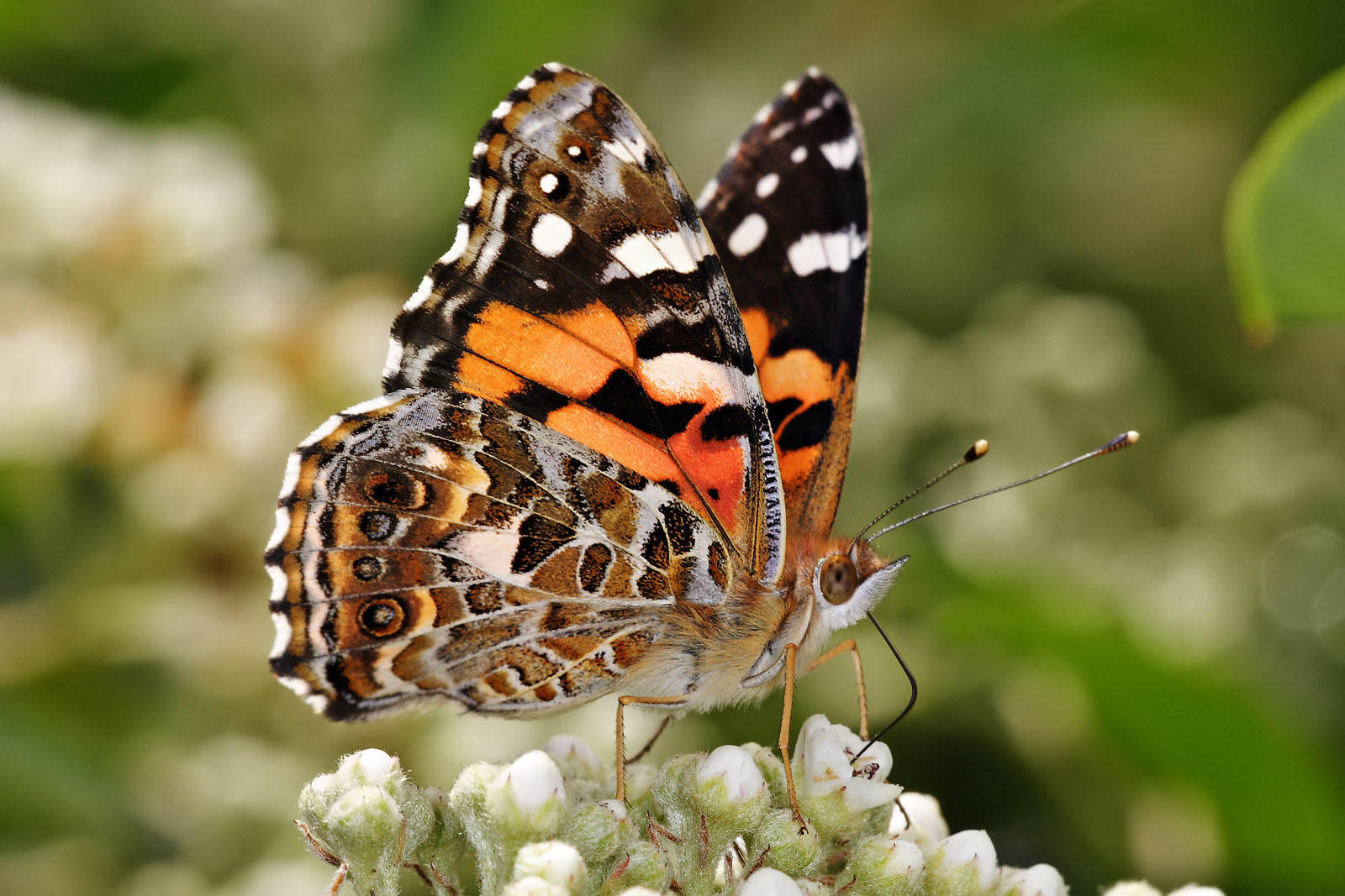 Foto sommerfugl - australian painted lady