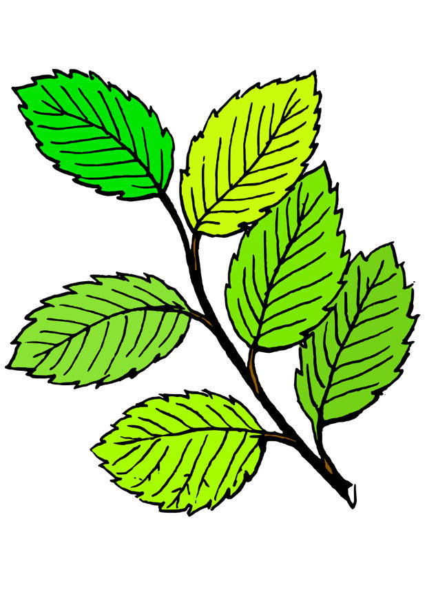 bilde sommerlA¸v