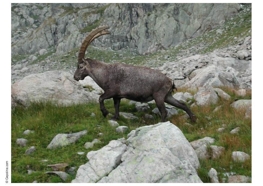 steinbukk Foto steinbukk