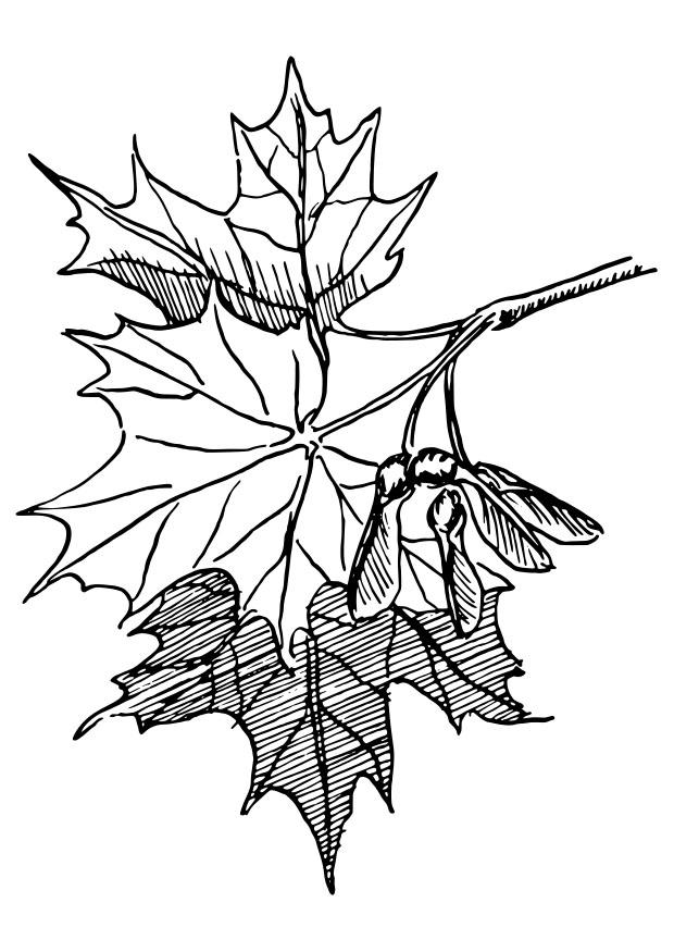 Fargeleggingsbilde sukkerlA¸nn
