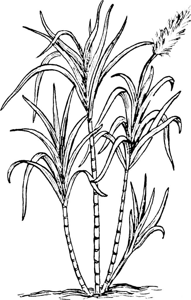 Fargeleggingsbilde sukkerrA¸r