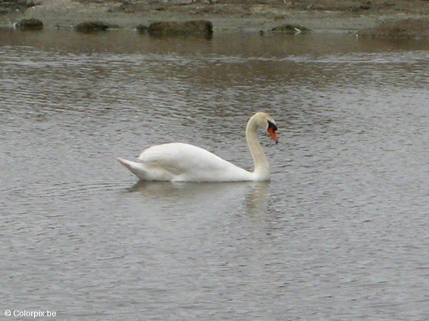 Foto svane 1