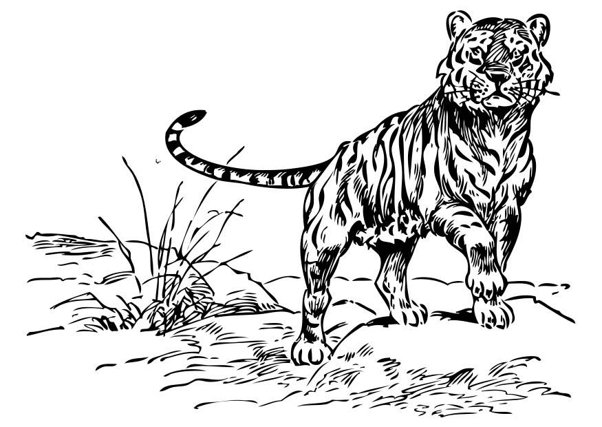 Fargeleggingsbilde tiger