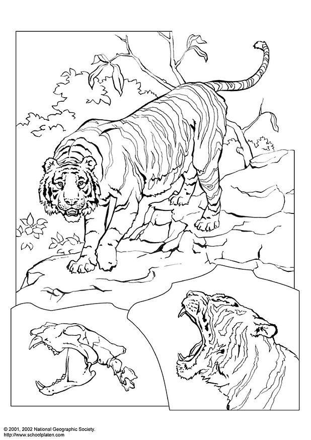 tiger Fargeleggingsbilde tiger