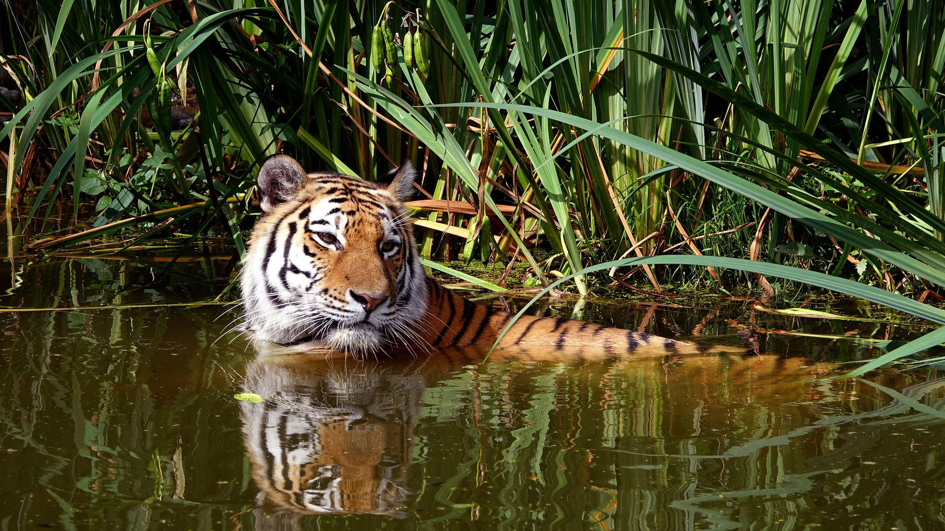tiger i vann Foto tiger i vann