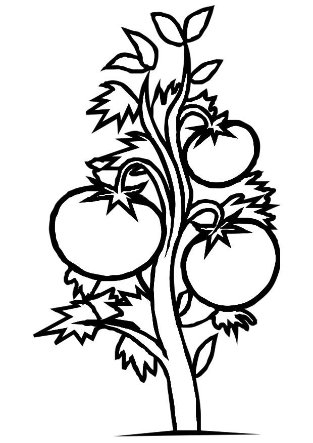 tomatplante Fargeleggingsbilde tomatplante