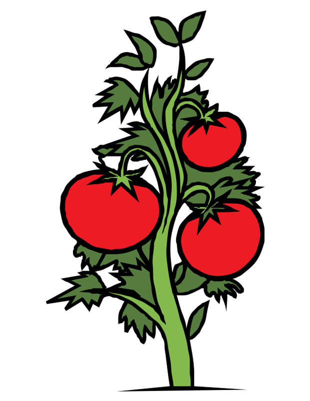tomatplante bilde tomatplante