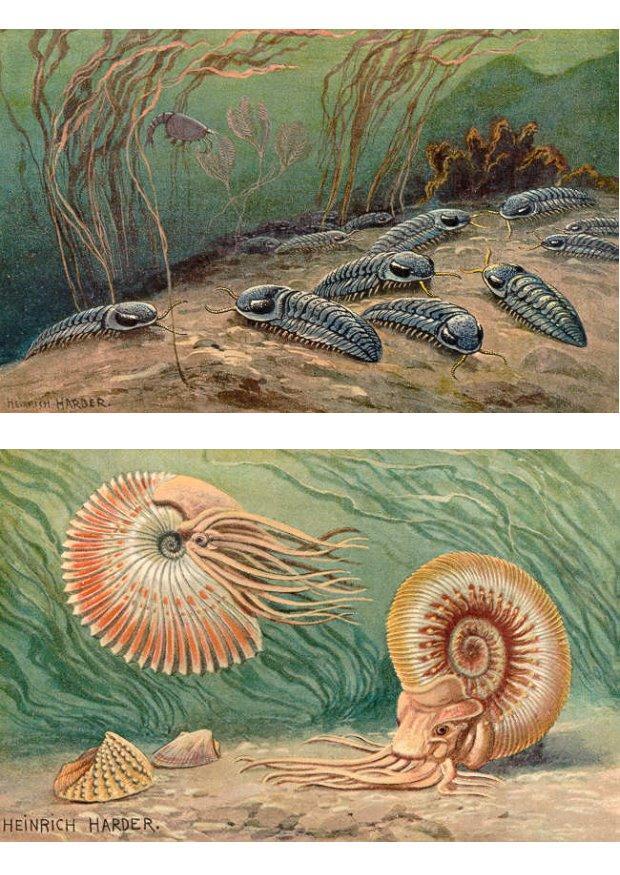 trilobiter og ammoniter bilde trilobiter og ammoniter