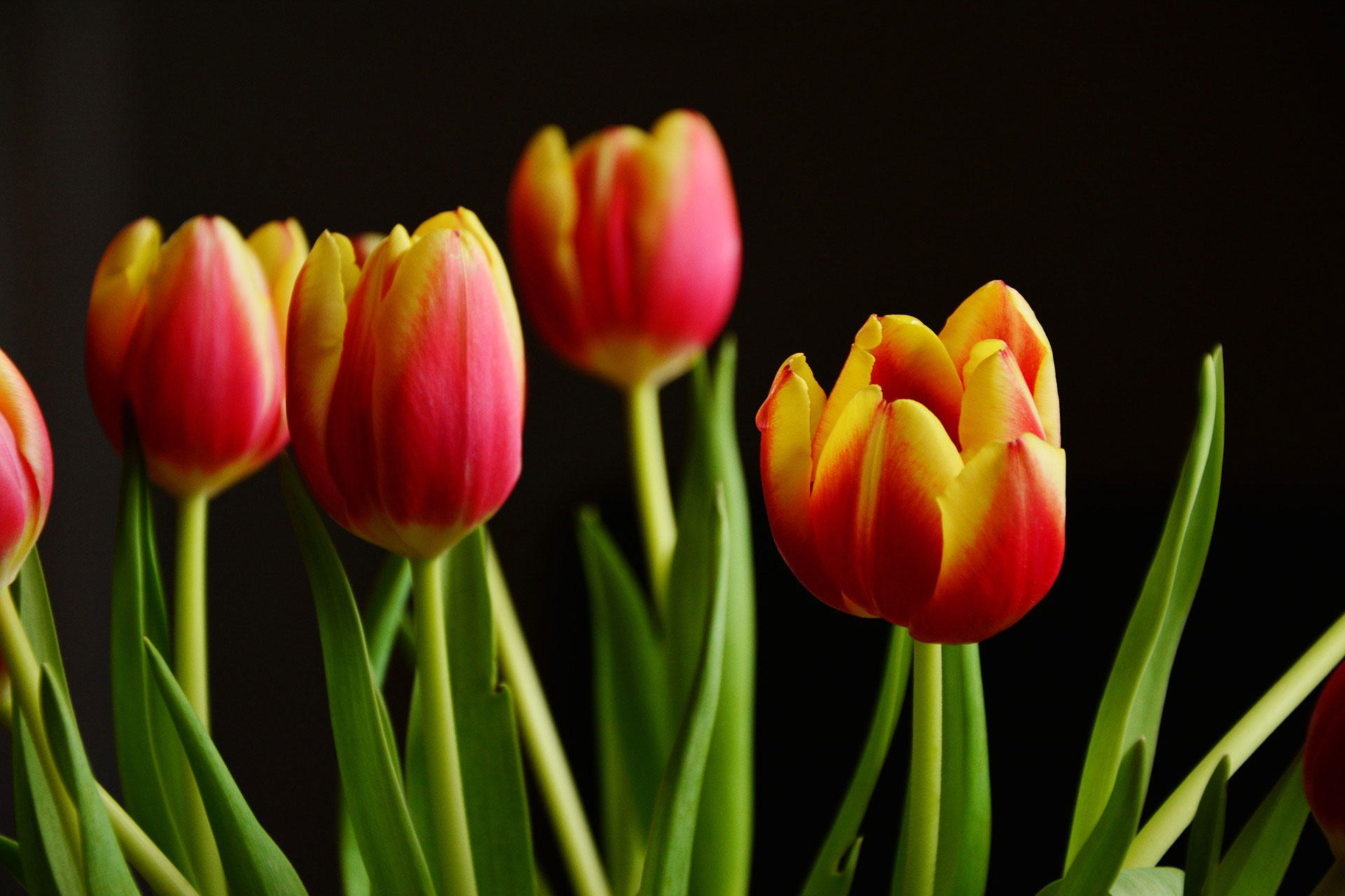 tulipan Foto tulipan