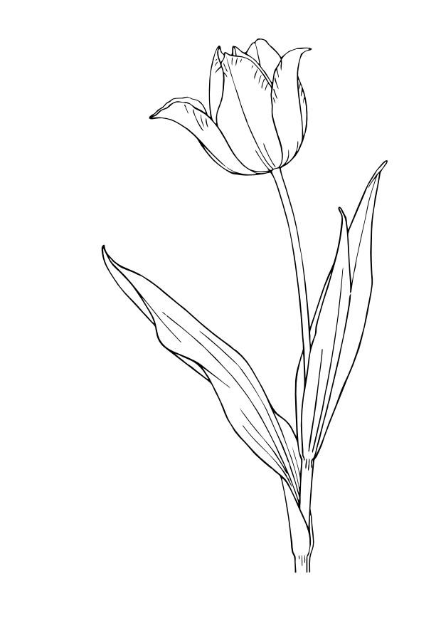 tulipan Fargeleggingsbilde tulipan