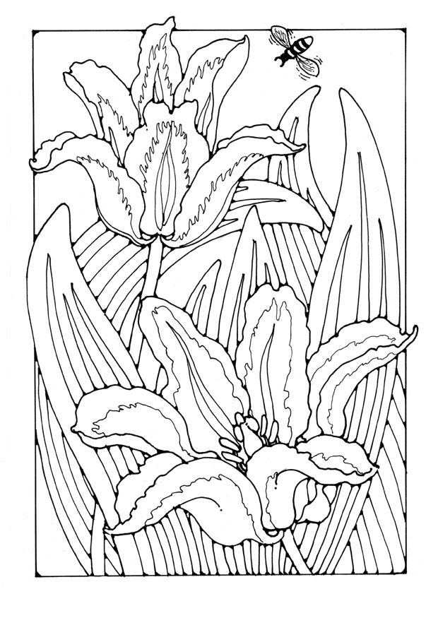 Fargeleggingsbilde tulipaner