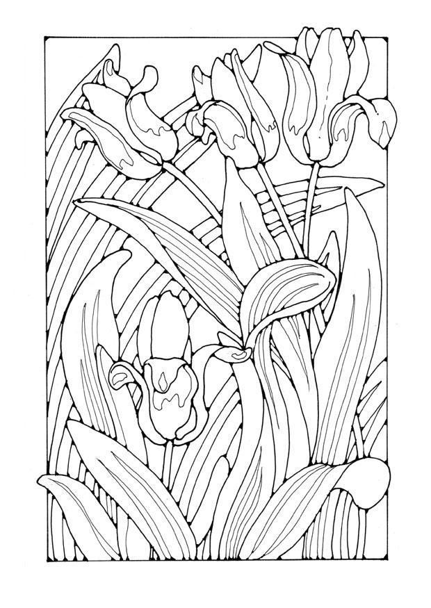 Fargeleggingsbilde tulipaner