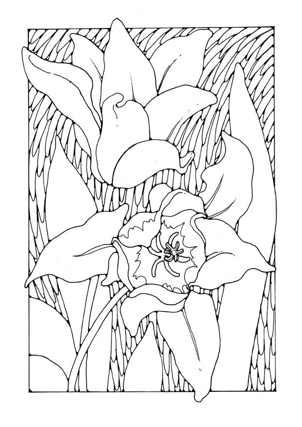 Fargeleggingsbilde tulipaner