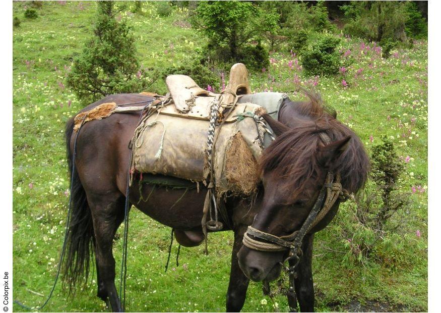 utflukt med hest Foto utflukt med hest