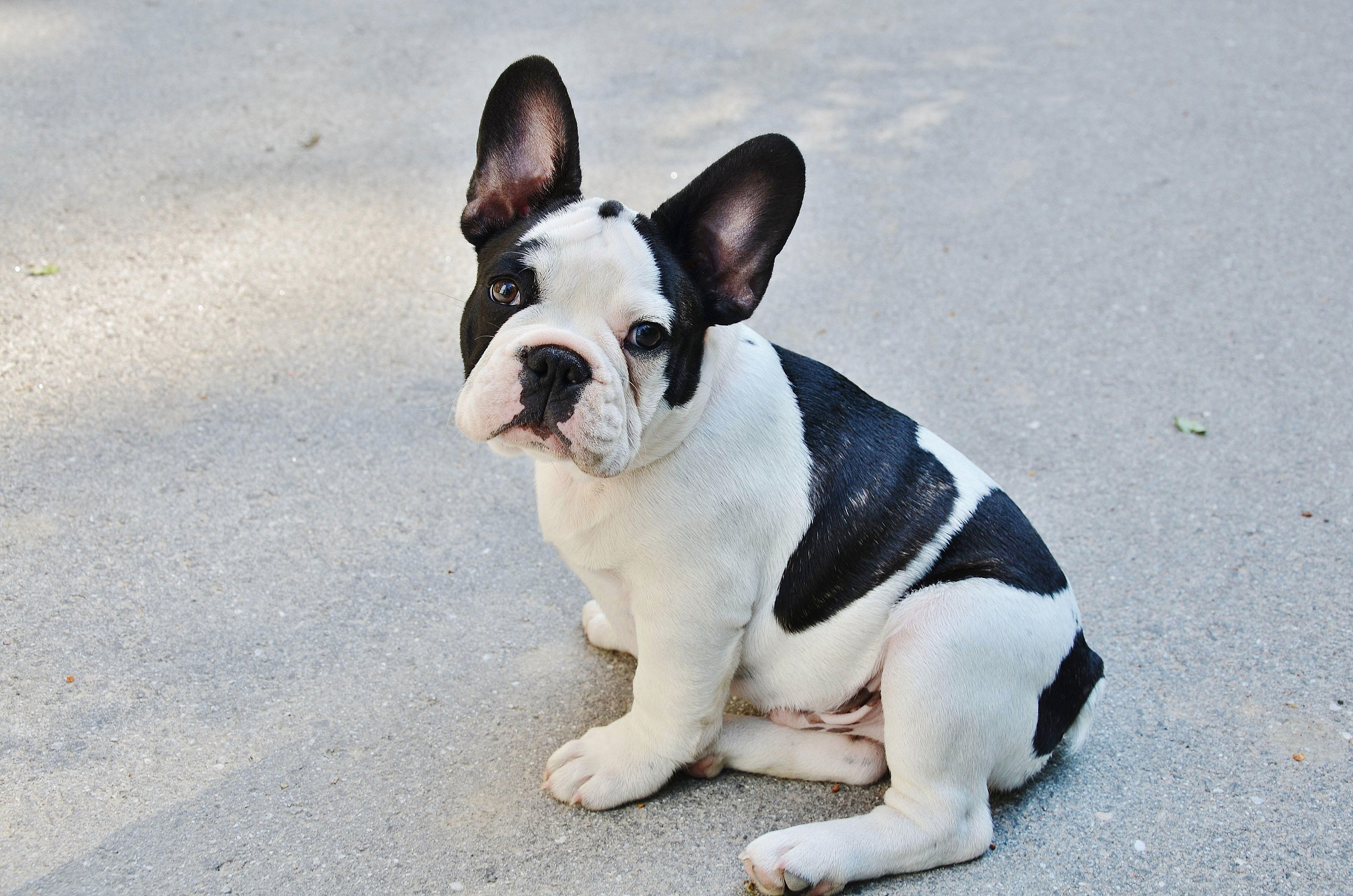 valp - fransk bulldog Foto valp - fransk bulldog