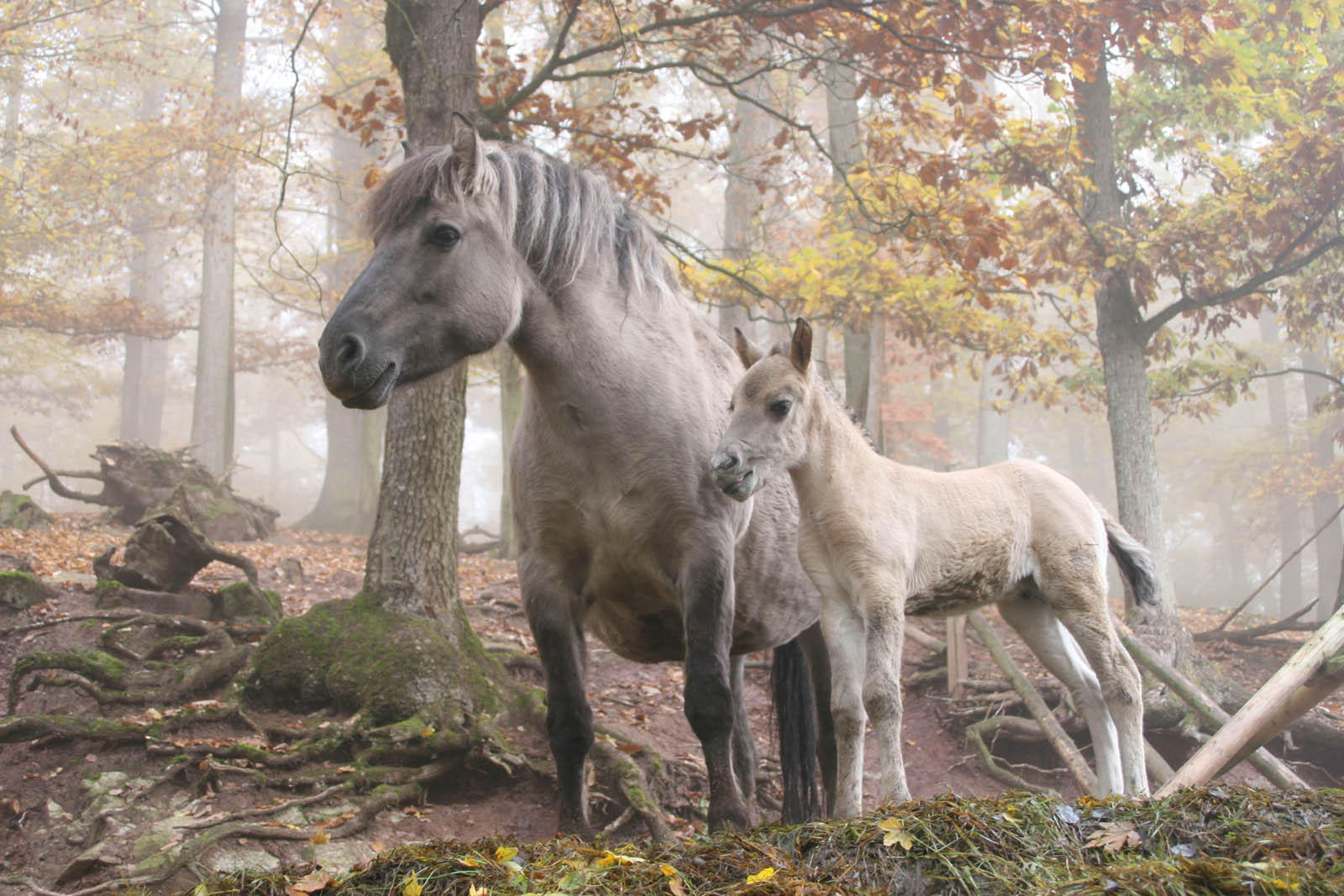 Foto villhester