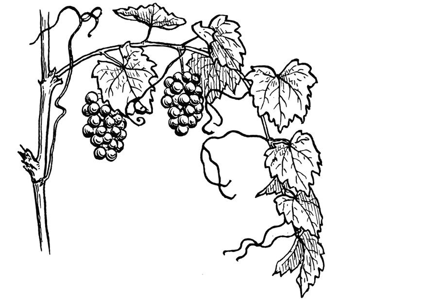 vindruer Fargeleggingsbilde vindruer