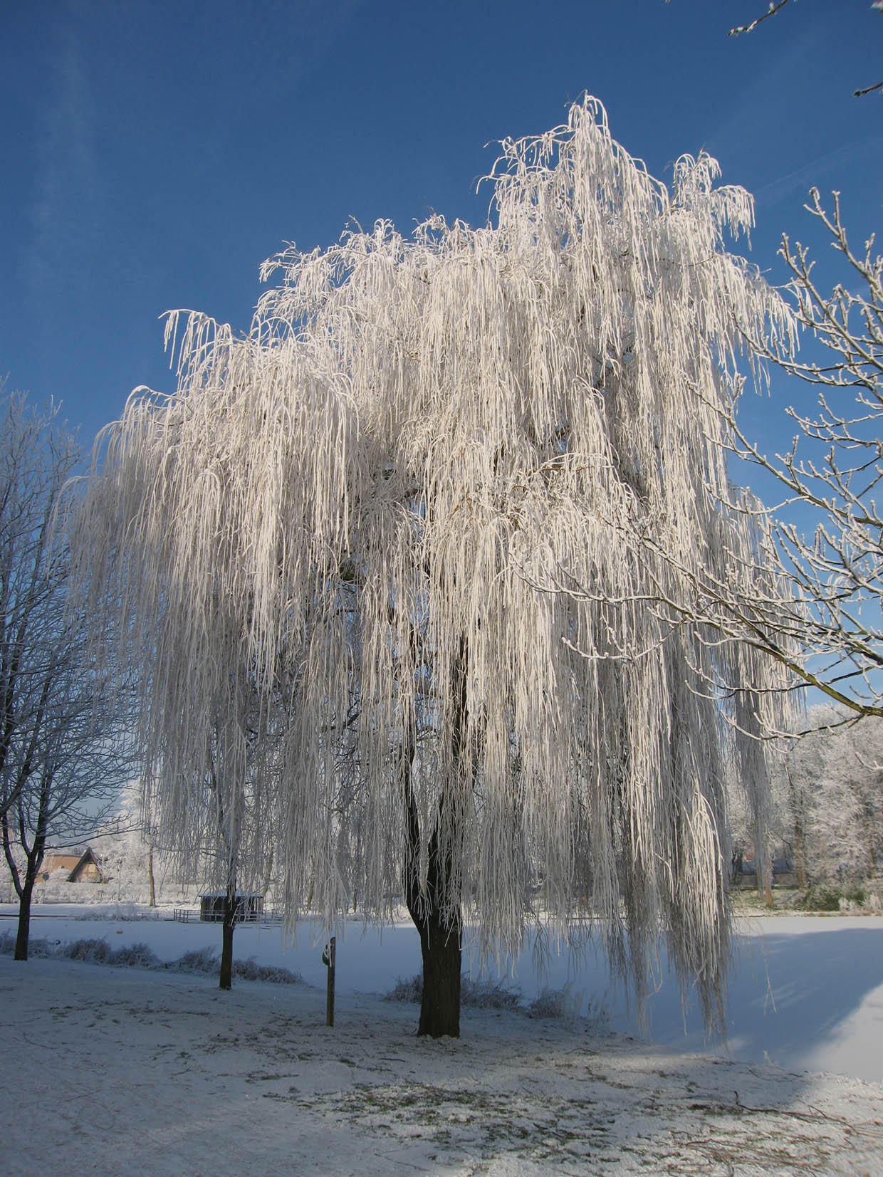 vinter Foto vinter