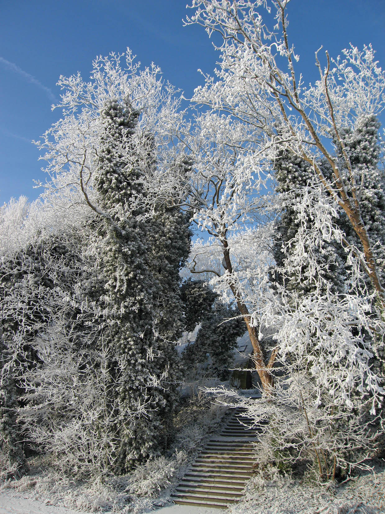vinter Foto vinter