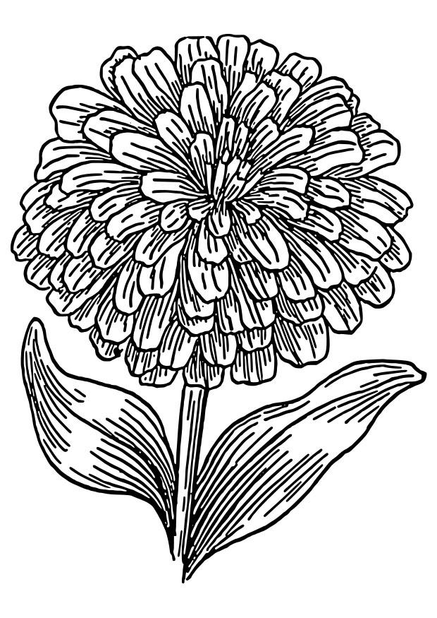 Fargeleggingsbilde zinnia